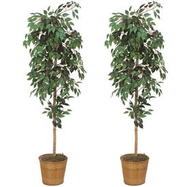 FICUS TREES